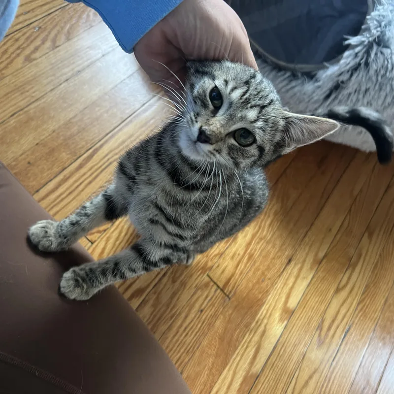 Princess thumbnail 4