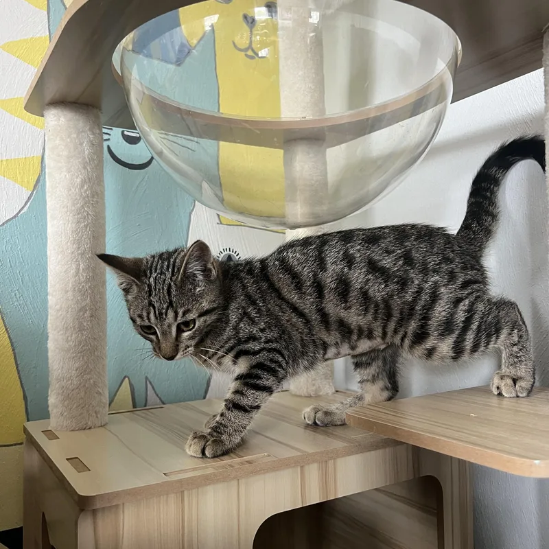 Princess thumbnail 5