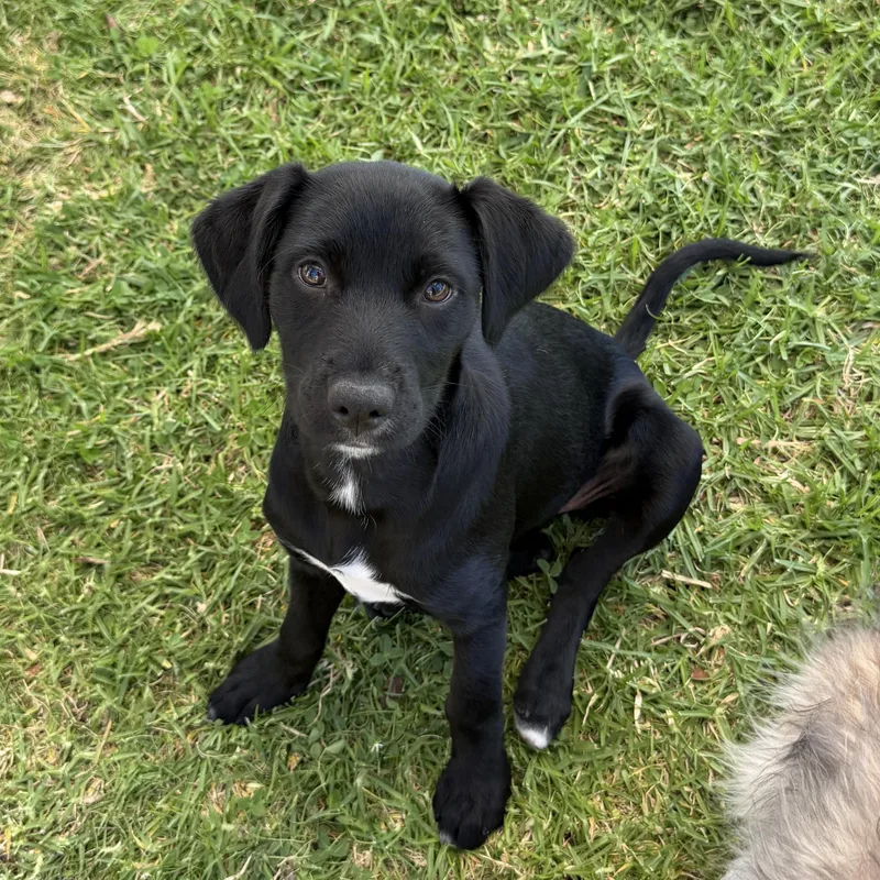 A baby medium-sized female Labrador Retriever dog named Cello for adoption in San Diego, CA