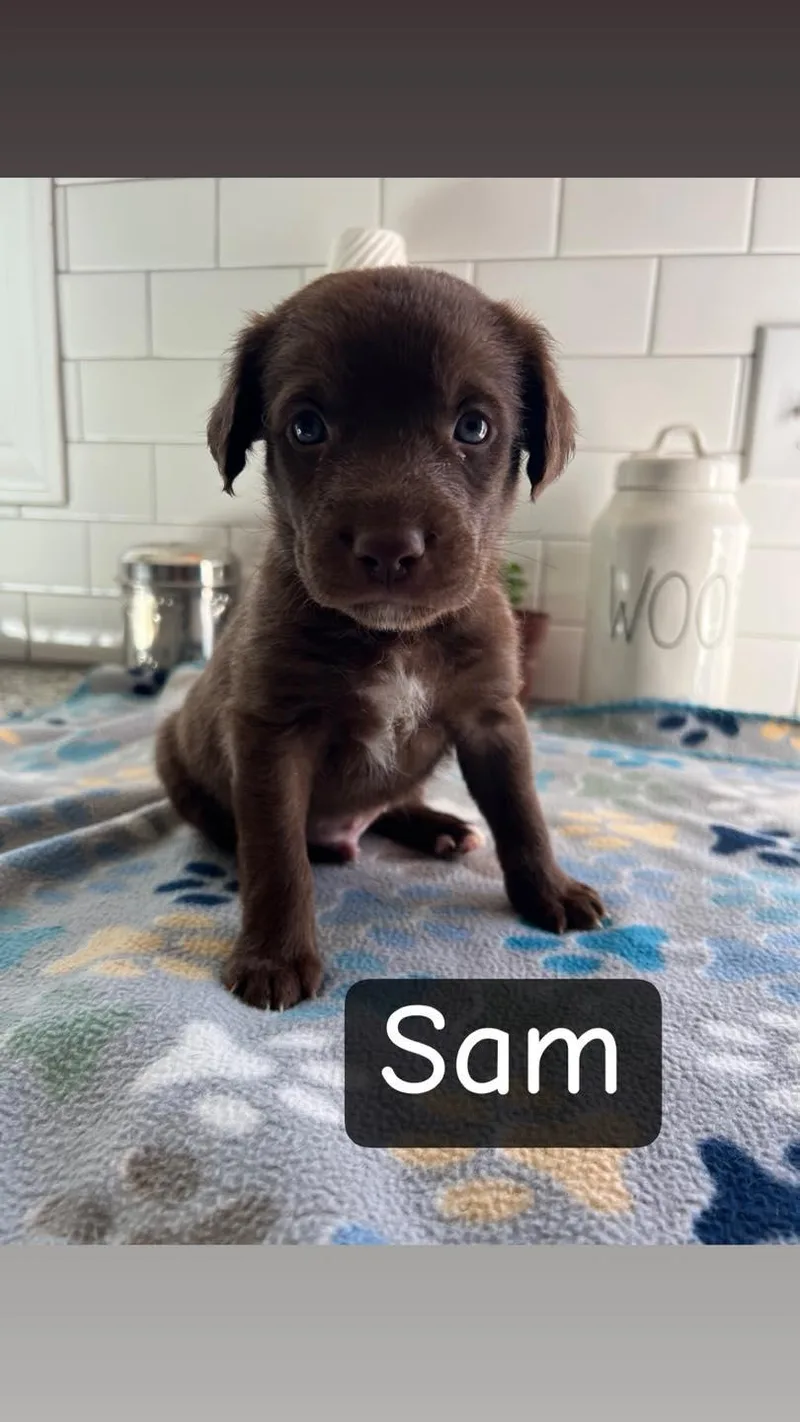 Sam