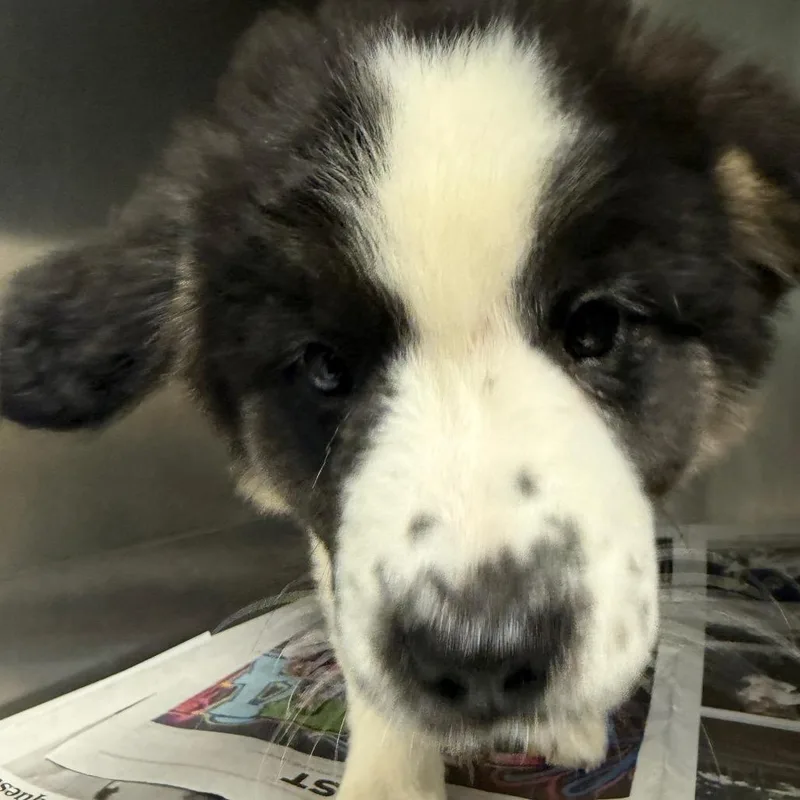 A baby small-sized male Mixed Breed dog named Harry for adoption in Lake Jackson, TX