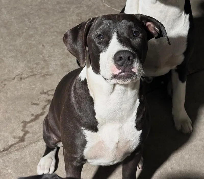 A baby medium-sized female Tricolor (Brown, Black, & White) Labrador Retriever dog named Honey for adoption in los angeles, CA