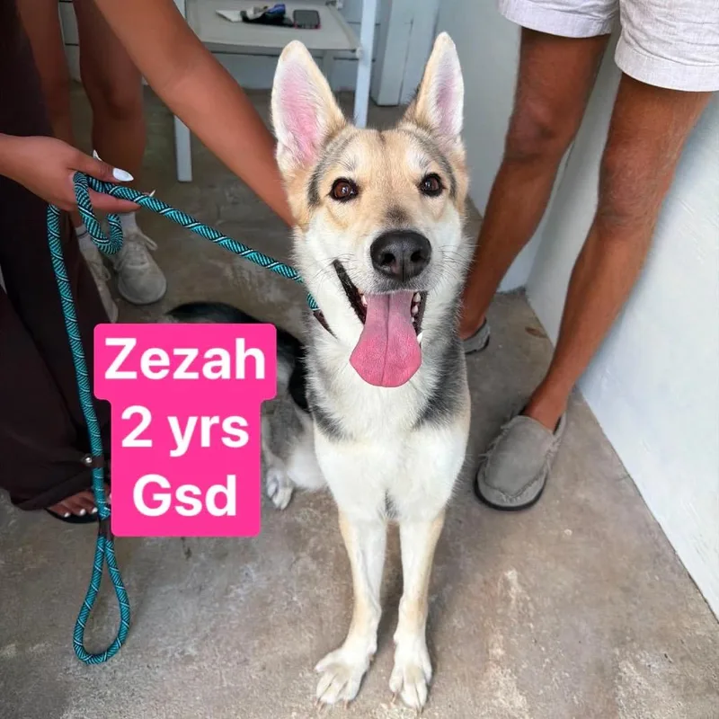 An adult medium-sized female Black Husky dog named Zezah for adoption in Tampa, FL