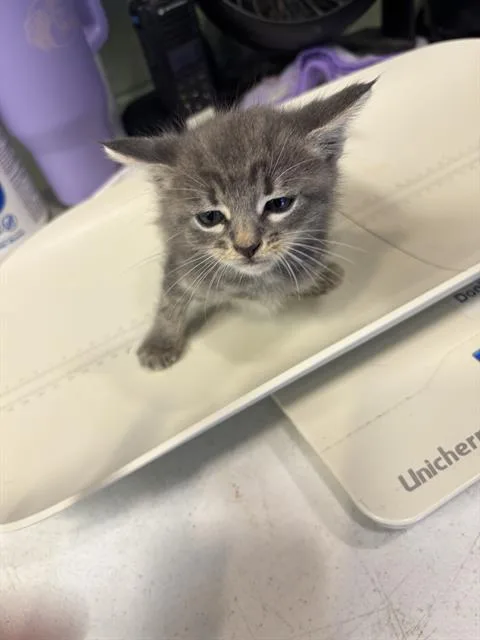 A baby small-sized male Domestic Short Hair cat named Cloudy for adoption in Grand Prairie, TX