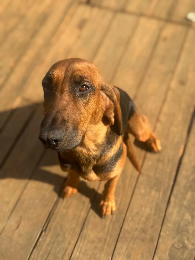 A young large-sized female Bloodhound dog named Lyra for adoption in Leawood, KS