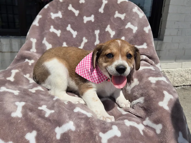 Beagle  girl thumbnail 4