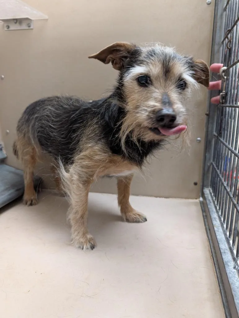 A senior small-sized male Border Terrier dog named Truffle Butter for adoption in Havre, MT