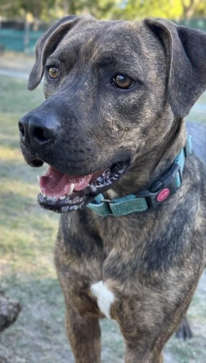 Tortoise thumbnail 2