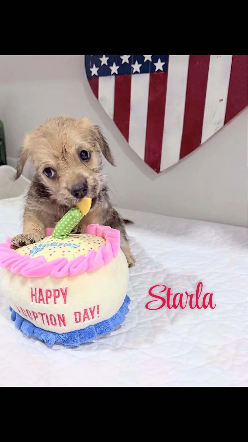 Starla thumbnail 2