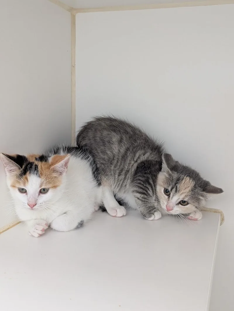 A baby medium-sized female Calico Domestic Short Hair cat named Yana And Yaqui for adoption in Mount Vernon, OH