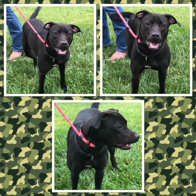 A baby medium-sized male Black Pit Bull Terrier dog named Jack for adoption in Buckhannon, WV