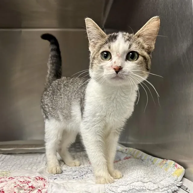 A baby small-sized female Domestic Short Hair cat named Celeste for adoption in Riverside, CA