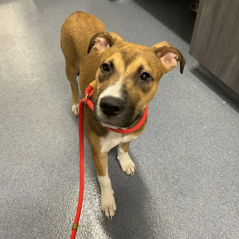 A baby medium-sized female Brown / Chocolate Mixed Breed dog named Aiia for adoption in St Joseph, MO