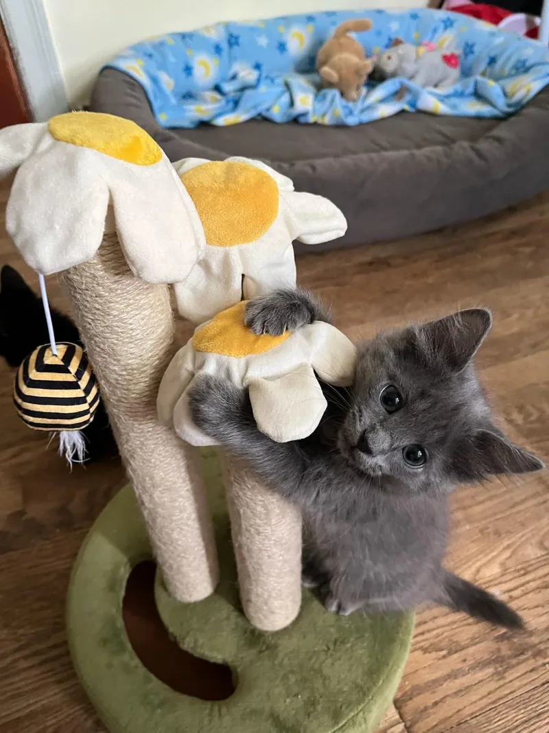 A baby medium-sized female Gray / Blue / Silver Domestic Short Hair cat named Gracie for adoption in Fincastle, VA