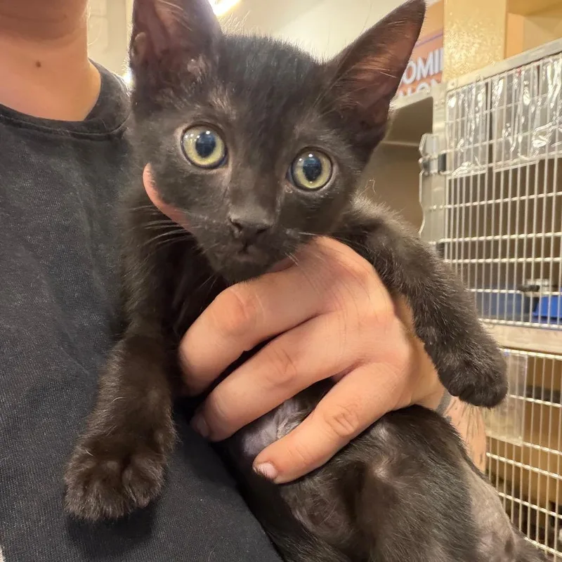 A baby small-sized male Black Domestic Short Hair cat named Lock for adoption in Melrose, FL