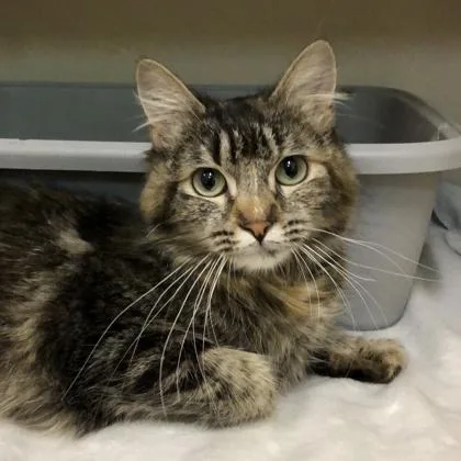 A young medium-sized female Brown / Chocolate Domestic Short Hair cat named Livy for adoption in Sacramento, CA