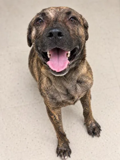 An adult medium-sized female Tennessee Treeing Brindle dog named Indiara for adoption in Gulfport, MS
