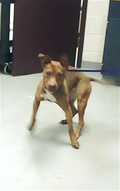 A young medium-sized female Pit Bull Terrier dog named A for adoption in Fayetteville, NC
