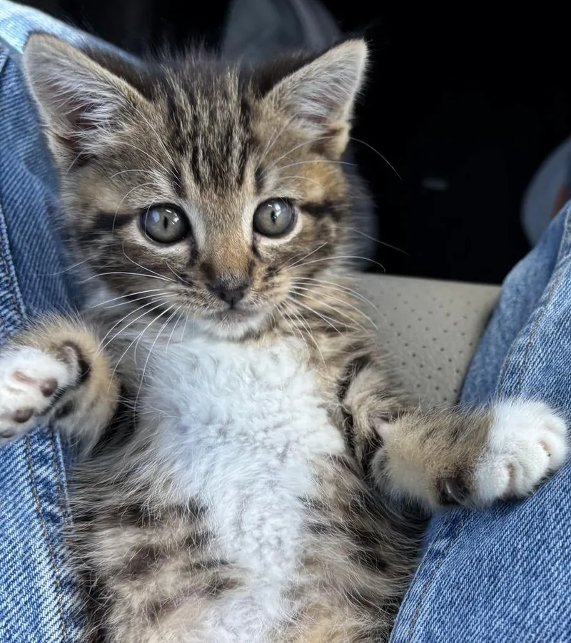 A baby medium-sized male Tabby (Brown / Chocolate) Domestic Short Hair cat named Clayton for adoption in Salinas, CA