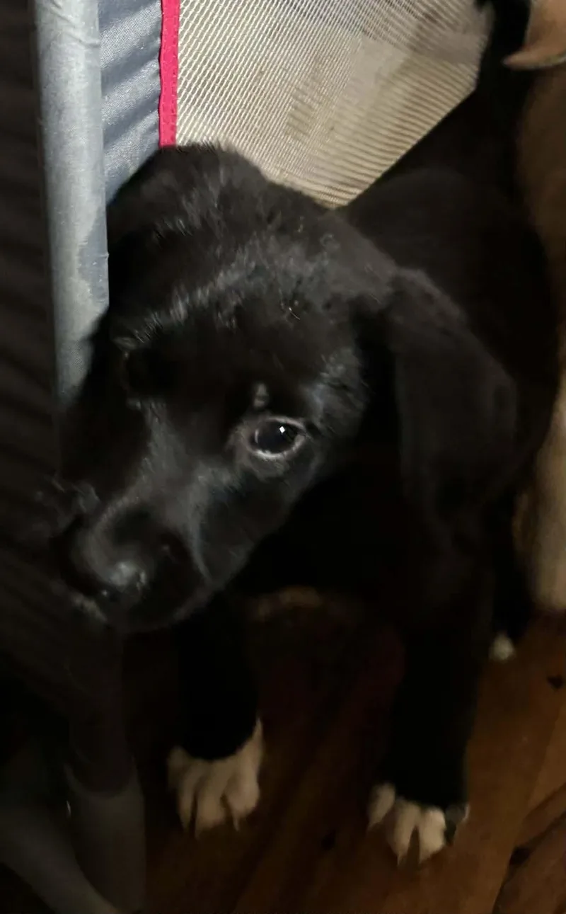 A baby medium-sized male Husky dog named Apollo for adoption in Paoli, IN