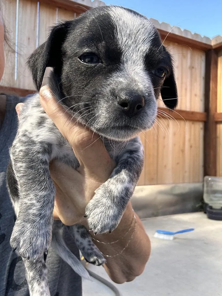 A baby small-sized male Tricolor (Brown, Black, & White) Chihuahua dog named Linus for adoption in Arroyo Grande, CA
