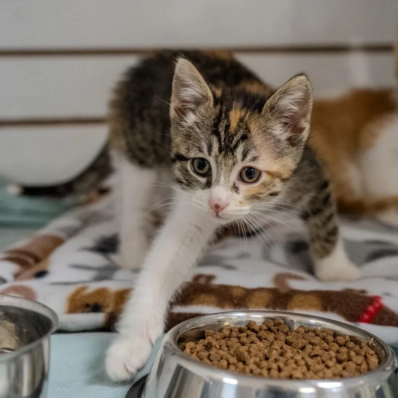 A baby small-sized female Calico Domestic Short Hair cat named Orange Muffin for adoption in Pawling, NY