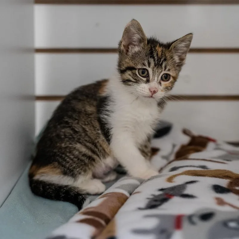 Orange Muffin thumbnail 2