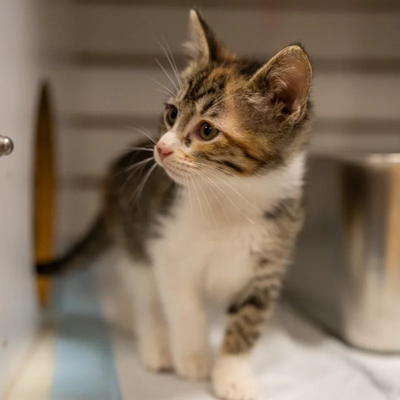 Orange Muffin thumbnail 3