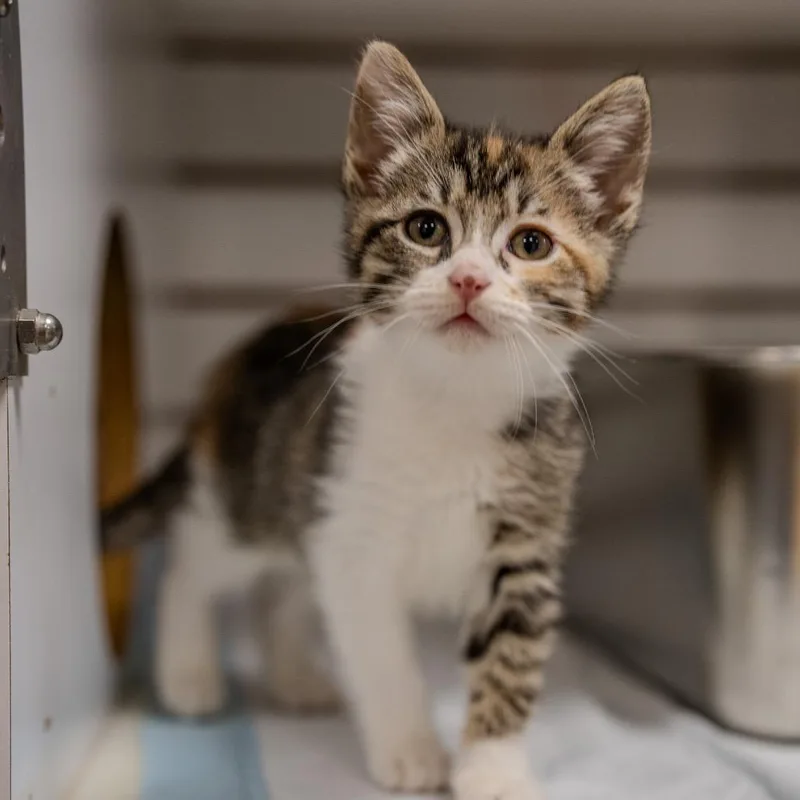 Orange Muffin thumbnail 4