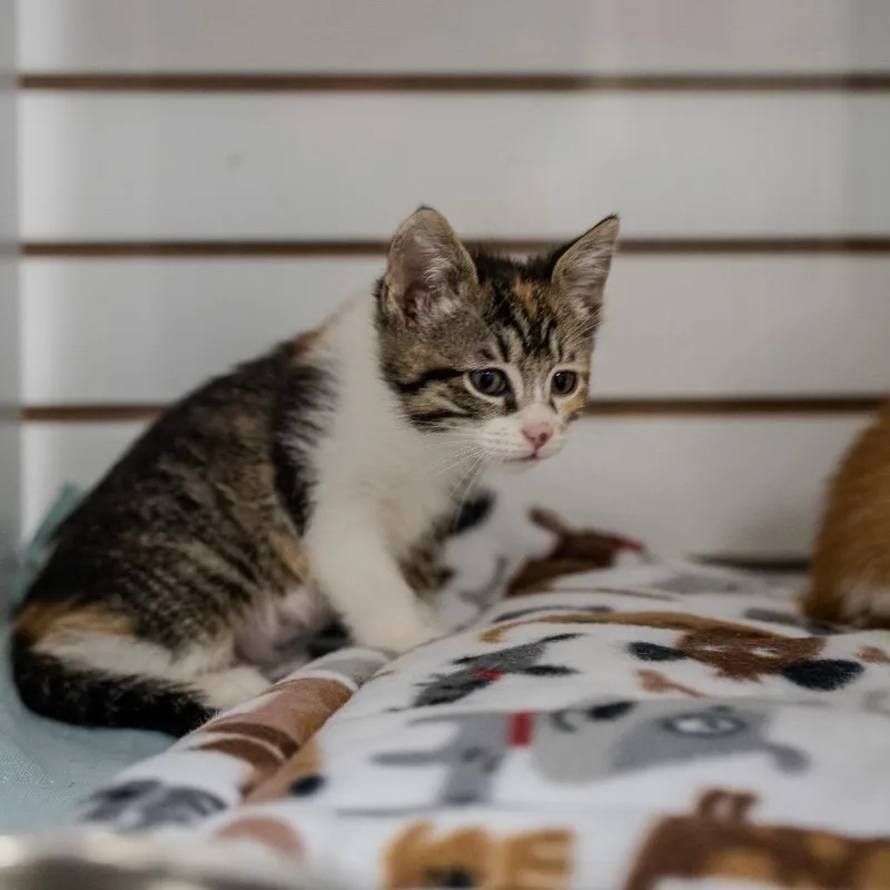 Orange Muffin thumbnail 5