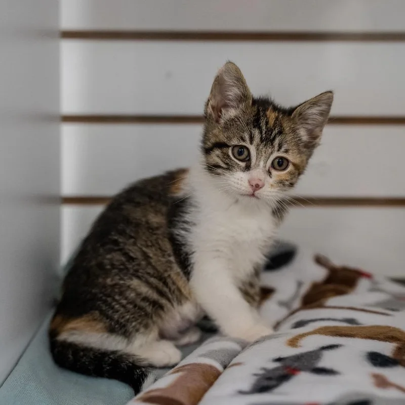 Orange Muffin thumbnail 6