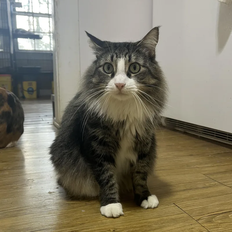 An adult medium-sized male Domestic Long Hair cat named Sammy for adoption in Hammond, LA