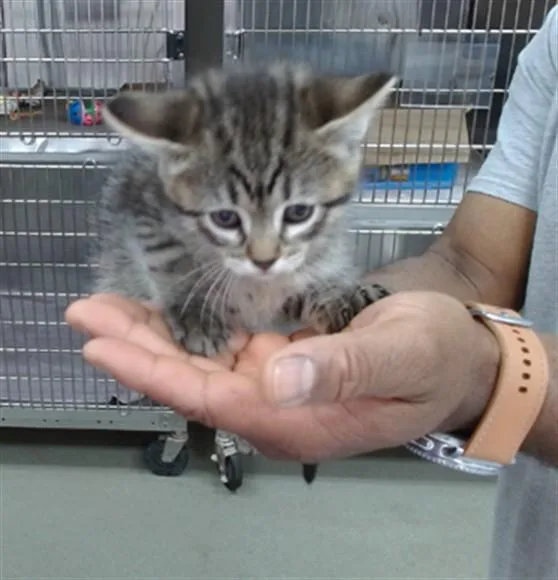 A baby small-sized female Domestic Medium Hair cat named Tootsie for adoption in Salinas, CA