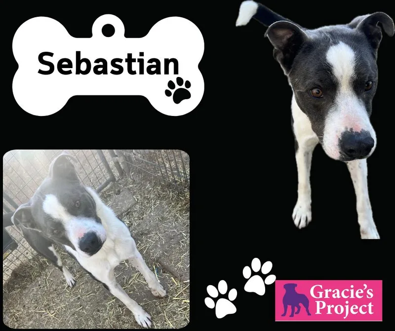 An adult medium-sized male Brindle Mixed Breed dog named Sebastian for adoption in Canyon, TX
