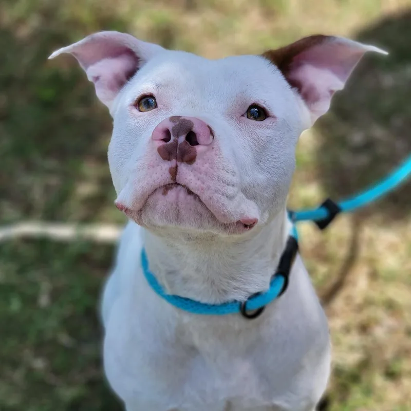 A young medium-sized male White / Cream Mixed Breed dog named Drako for adoption in Sarasota, FL