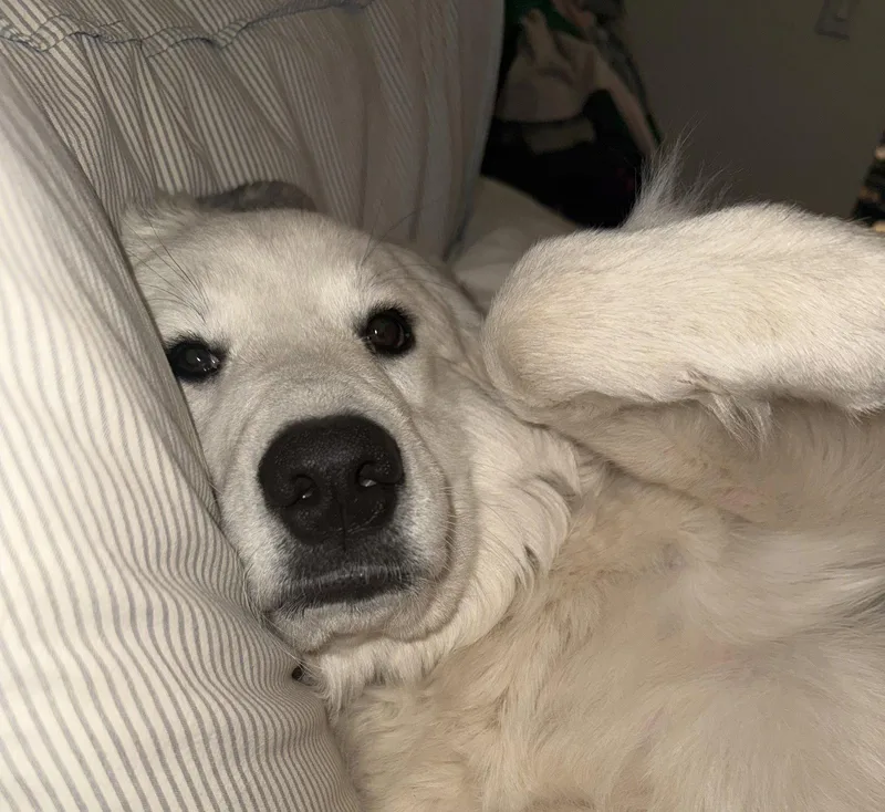 Belly