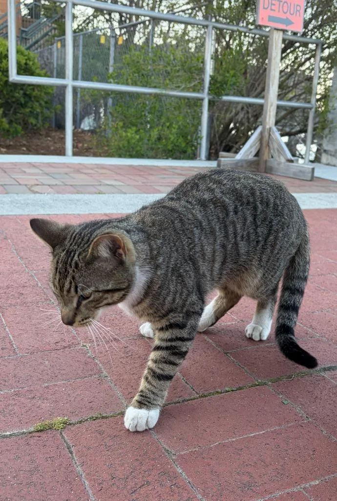 A young small-sized female Domestic Short Hair cat named Poncho for adoption in Darien, GA
