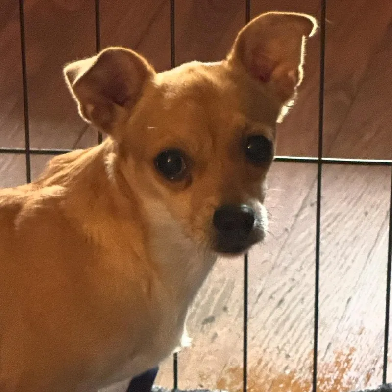 An adult small-sized female Yellow / Tan / Blond / Fawn Chihuahua dog named Pinkie for adoption in Rockville, MD