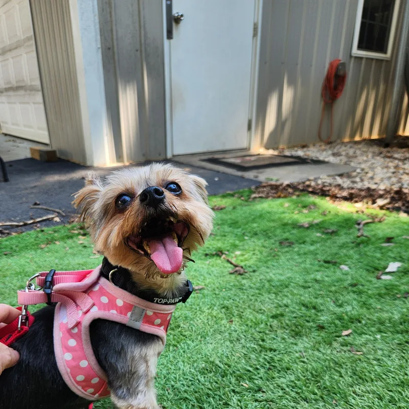 A senior small-sized female Yorkshire Terrier dog named Ruthie for adoption in Pelzer, SC
