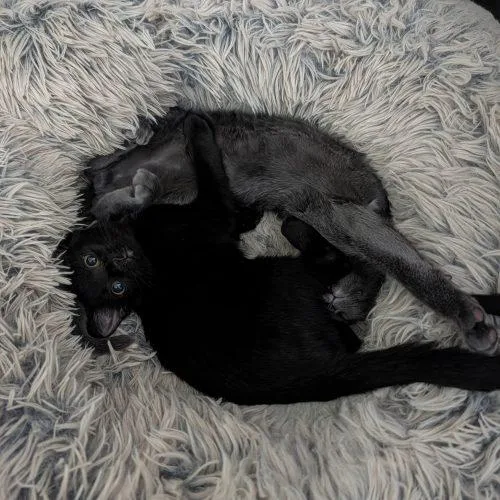 A baby small-sized male Domestic Short Hair cat named Sully for adoption in Gaithersburg, MD