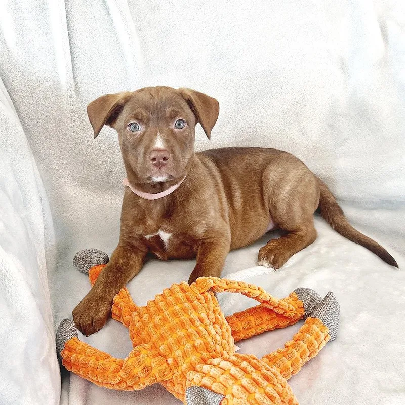 A baby medium-sized female Brown / Chocolate German Shepherd Dog dog named Rainbow for adoption in Flower Mound, TX