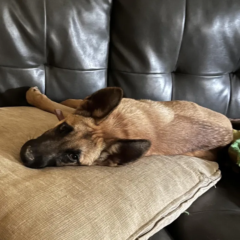 A baby medium-sized male Yellow / Tan / Blond / Fawn German Shepherd Dog dog named Ajax for adoption in Tulsa, OK