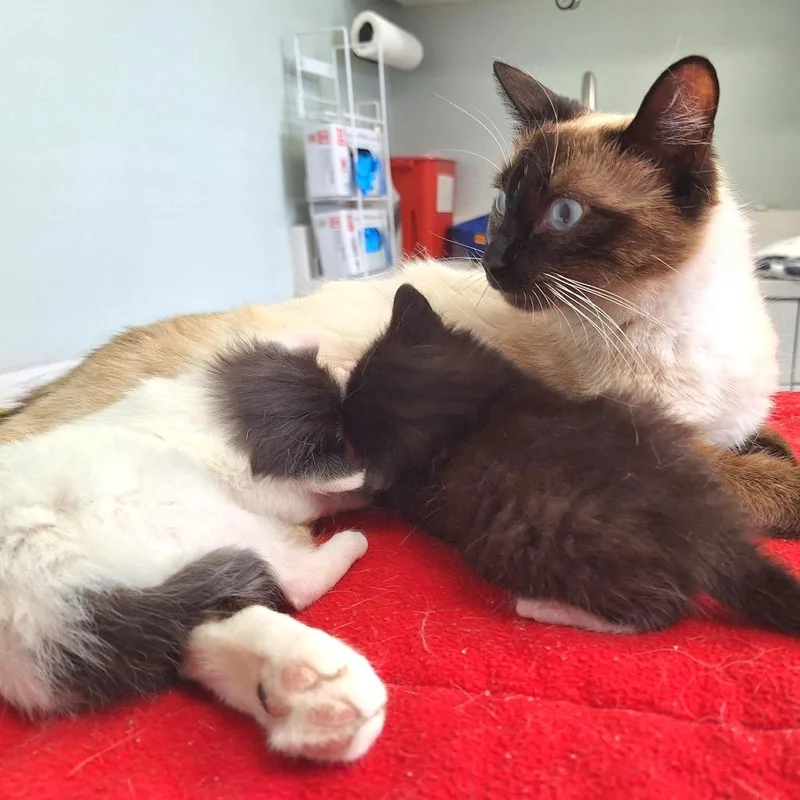 A young medium-sized female Domestic Short Hair cat named Cookie for adoption in Cumming, GA