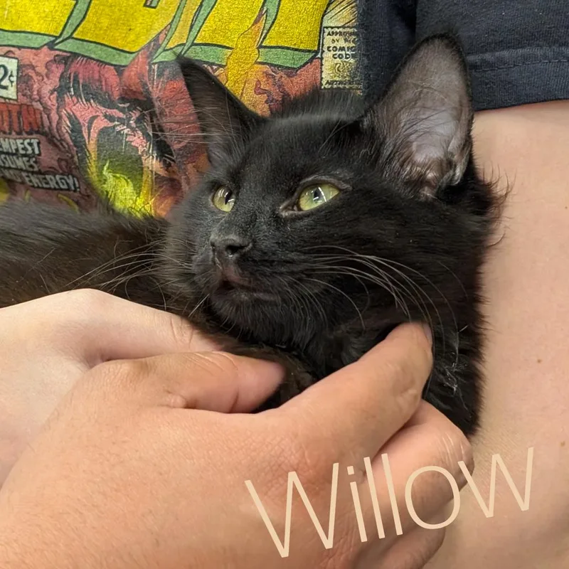 Willow