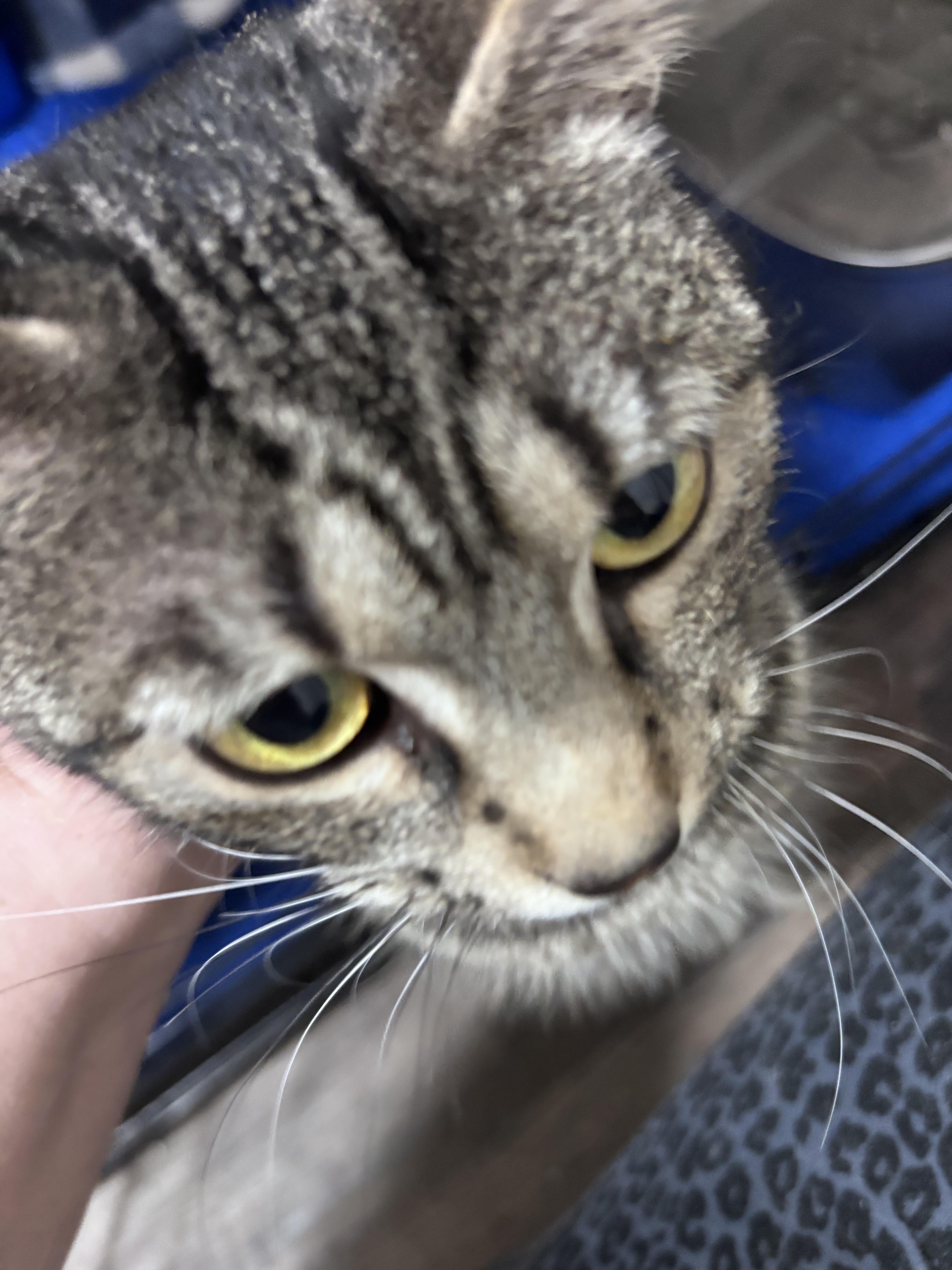A young medium-sized female Tabby (Buff / Tan / Fawn) Domestic Short Hair cat named Tallulah Belle for adoption in Kirklin, IN