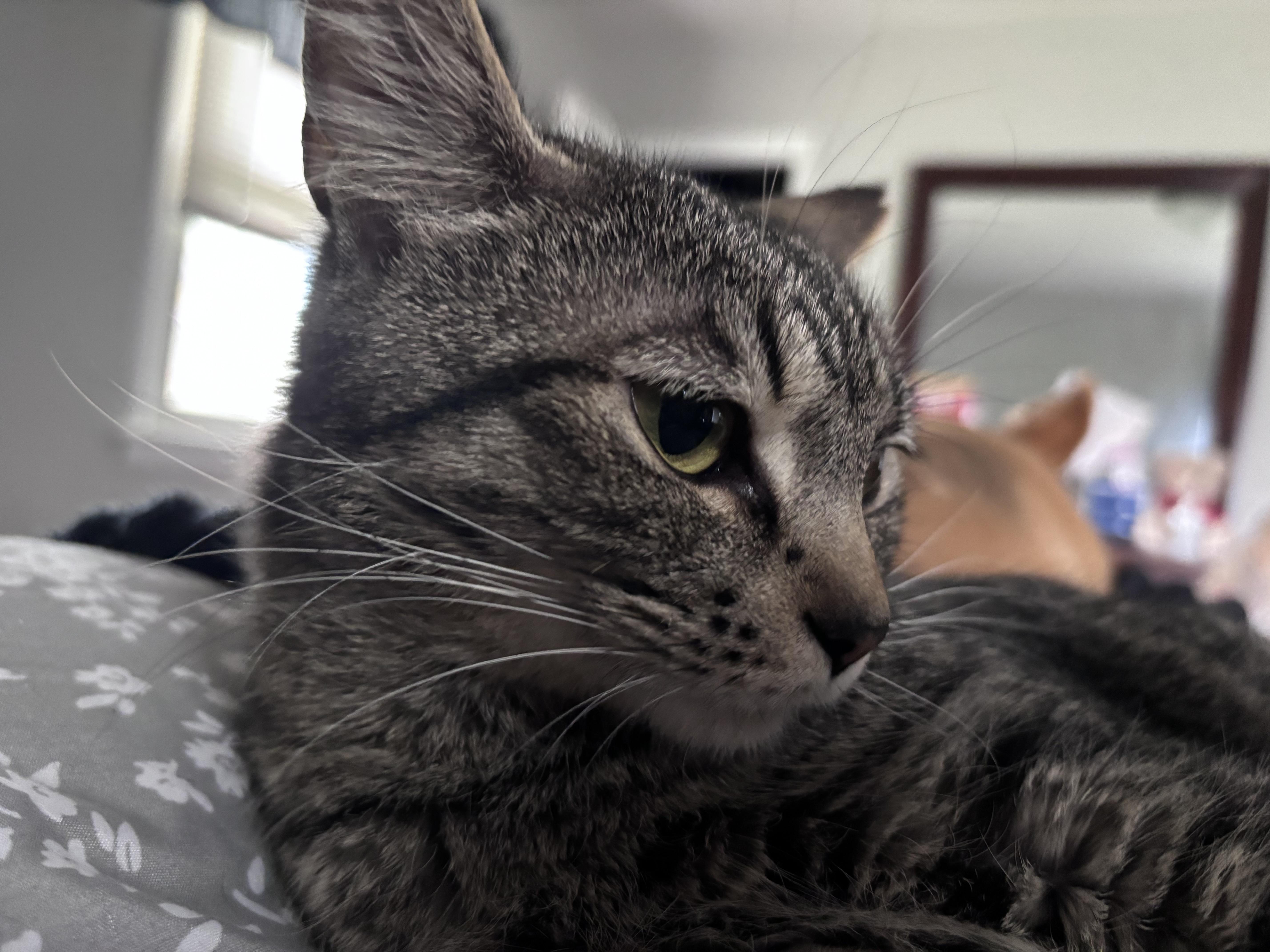 Tallulah Belle thumbnail 3