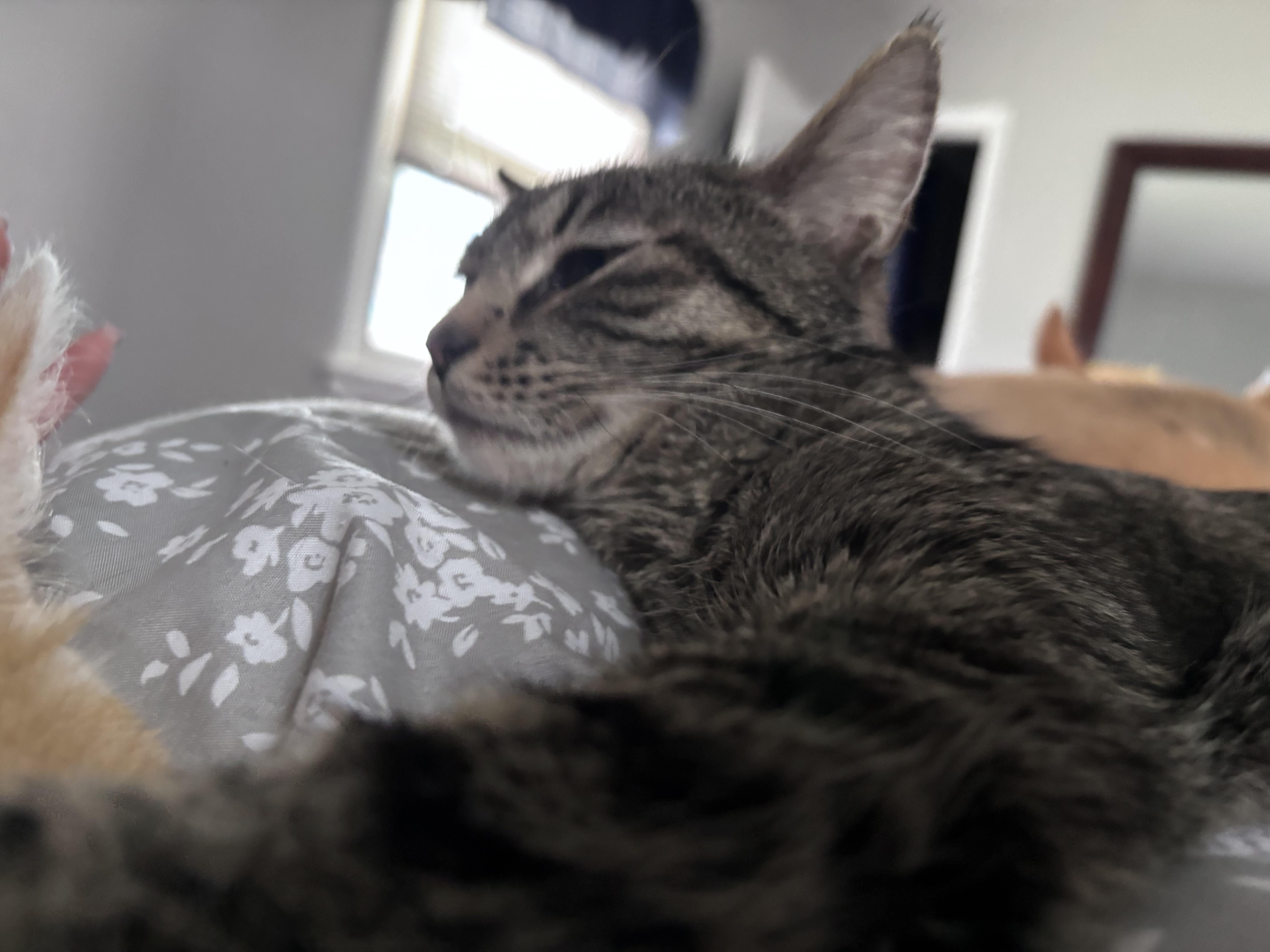 Tallulah Belle thumbnail 5