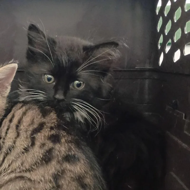 A baby small-sized male Black Domestic Long Hair cat named Spiketail for adoption in Lynchburg, VA
