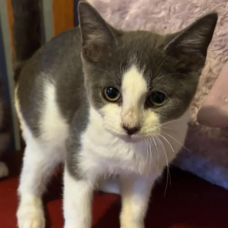 A baby small-sized male Russian Blue cat named Torques for adoption in Carmel, IN