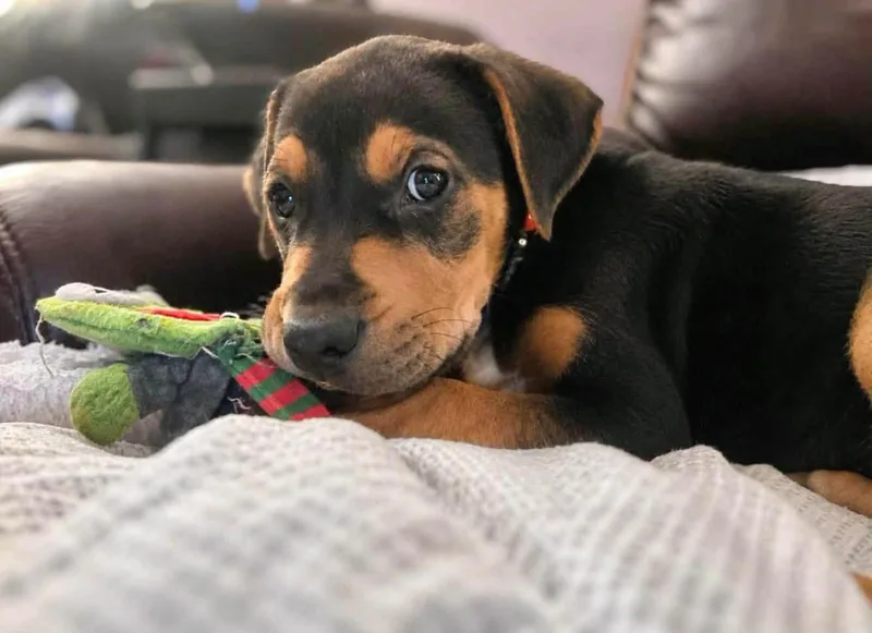 Walter